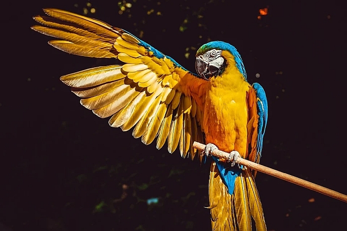 Ein bunter Papagei hebt den rechten Flügel